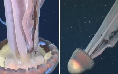 Una expedición submarina captó una medusa fantasma gigante en costas argentinas