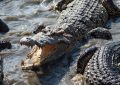 El niño que fue arrojado a una fosa con cocodrilos salió de estado crítico
