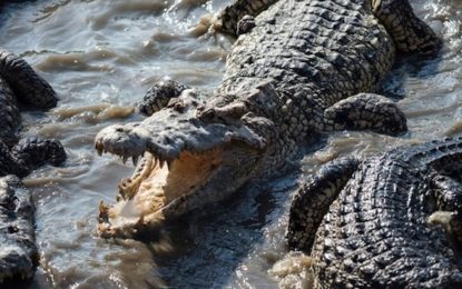 El niño que fue arrojado a una fosa con cocodrilos salió de estado crítico