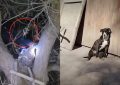 Insólito rescate: perra apareció en la copa de un árbol en San Juan