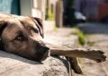 Denuncian un envenenamiento masivo de perros en Bolívar: todos con los mismos síntomas de vómitos, convulsiones y muertes rápidas