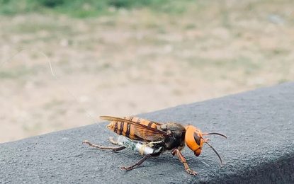 Crean una IA capaz de detectar y atrapar al avispón asiático para salvar a las abejas
