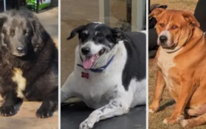 Furor en la India por un concurso para coronar al perro callejero más gordo