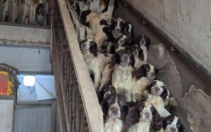 Una familia fue condenada por maltrato animal tras tener más de 80 animales hacinados y en condiciones deplorables