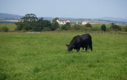 Récord en Bahía Blanca: pagaron $42 millones por un toro Angus
