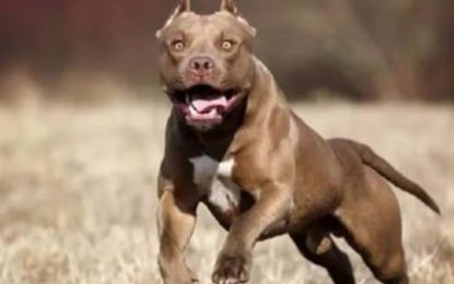 Una nena de 2 años sufrió graves heridas al ser atacada por un pitbull en Córdoba