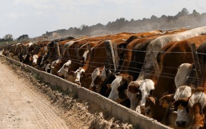 La faena bovina cayó 11% en un año, pero el mayor peso de los animales amortiguó la baja en la producción de carne